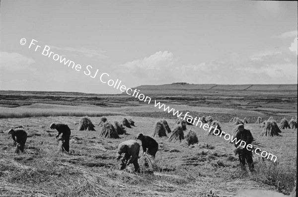 HARVEST AT KILMURVEY